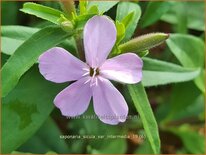 Saponaria sicula var. intermedia