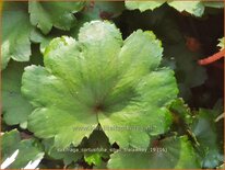 Saxifraga cortusifolia &#39;Sibyll Trelawney&#39;