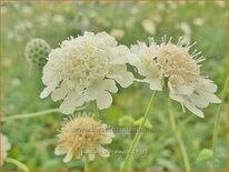 Scabiosa ochroleuca