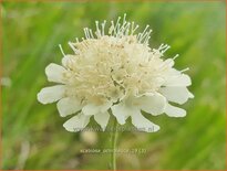 Scabiosa ochroleuca