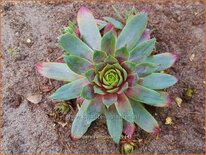 Sempervivum &#39;Lipari&#39;