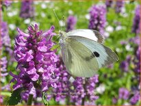 Stachys monieri &#39;Hummelo&#39;