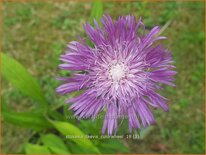 Stokesia laevis &#39;Colorwheel&#39;