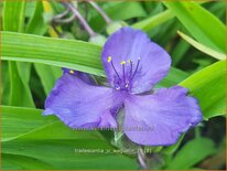 Tradescantia &#39;J.C. Weguelin&#39;