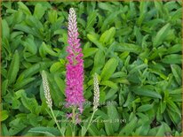 Veronica spicata &#39;Rosa Zwerg&#39;