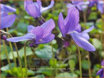 Viola odorata &#39;Königin Charlotte&#39;