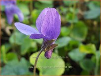 Viola odorata &#39;Königin Charlotte&#39;