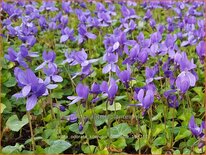 Viola odorata &#39;Königin Charlotte&#39;