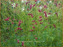 Sanguisorba &#39;Cangshan Cranberry&#39;