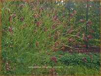 Sanguisorba &#39;Cangshan Cranberry&#39;