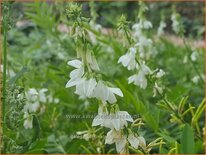 Galega officinalis &#39;Alba&#39;