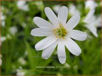 Stellaria holostea