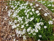 Stellaria holostea