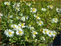 Aster ericoides &#39;Alaska&#39;