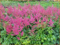 Astilbe &#39;Younique Ruby Red&#39;