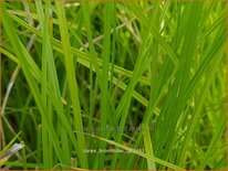 Carex bromoides