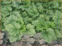 Heuchera &#39;Rex Peppermint&#39;