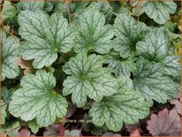 Heuchera &#39;Rex Peppermint&#39;