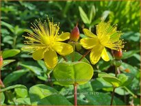 Hypericum inodorum &#39;Rheingold&#39;