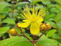 Hypericum inodorum &#39;Rheingold&#39;