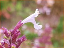 Nepeta &#39;Florina&#39;