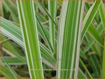 Phalaris arundinacea &#39;Dwarf Garters&#39;