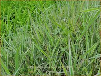 Phalaris arundinacea &#39;Dwarf Garters&#39;