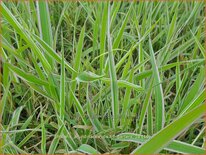 Phalaris arundinacea &#39;Dwarf Garters&#39;