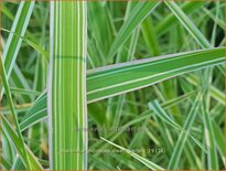 Phalaris arundinacea &#39;Dwarf Garters&#39;