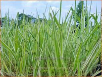 Phalaris arundinacea &#39;Dwarf Garters&#39;