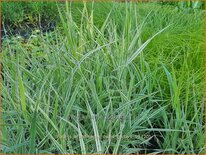 Phalaris arundinacea &#39;Dwarf Garters&#39;