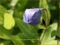 Platycodon grandiflorus &#39;Hakone Blue&#39;