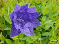 Platycodon grandiflorus &#39;Hakone Blue&#39;