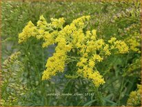 Solidago 'Loysder Crown'