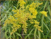 Solidago 'Loysder Crown'