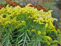 Solidago 'Loysder Crown'