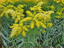 Solidago 'Loysder Crown'