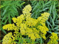 Solidago 'Loysder Crown'