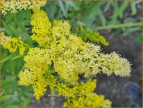 Solidago 'Loysder Crown'