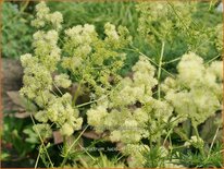 Thalictrum lucidum