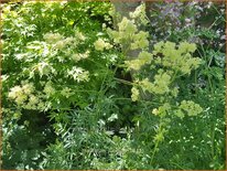 Thalictrum lucidum