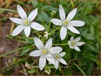 Ornithogalum umbellatum