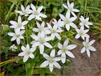 Ornithogalum umbellatum