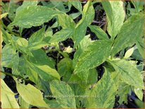 Solidago virgaurea 'Variegata'