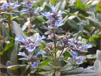 Ajuga reptans &#39;Mini Mahogany&#39;