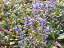 Ajuga reptans &#39;Mini Mahogany&#39;