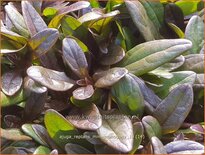 Ajuga reptans &#39;Mini Mahogany&#39;