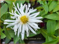 Aster novi-belgii &#39;Zauberspiel&#39;