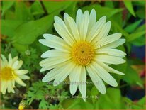 Chrysanthemum &#39;Lichtkuppel&#39;