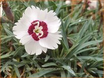 Dianthus gratianopolitanus &#39;Starry Eyes&#39;